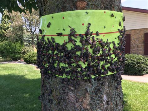 How to Treat for the Spotted Lanternfly - Green Giant Home & Commercial