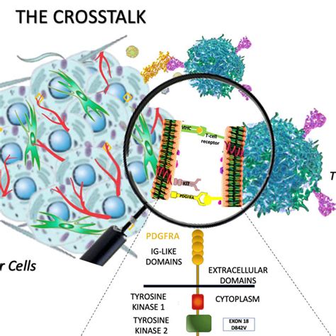 The Crosstalk Between Tumor Cells And T Lymphocytes In Gist