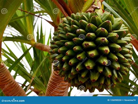 Pandanus Utilis Exotic Tropical Screwpine Fruit Growing On A Pandan