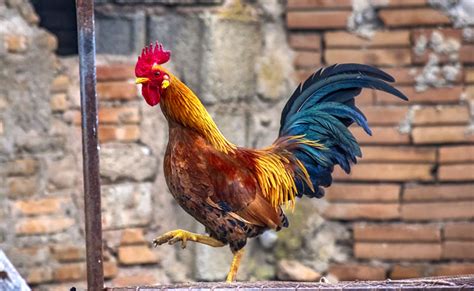 Le Coq Gaulois Symbole De La France Atelier Yuwa Ciao Jp