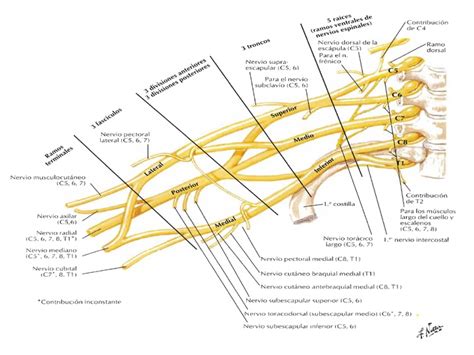 Plexo Braquial Esquema Netter Medical Artwork Plexus Products Porn