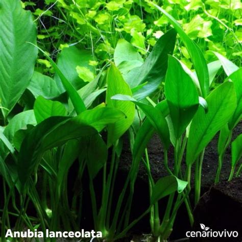 Anubias barteri var glabra Anubia Lanceolata CenárioVivo Plantas