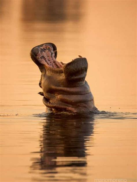 10 Land Animals With Remarkable Breathing Skills