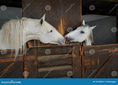 Two Horses Kissing Royalty Free Stock Image - Image: 14140876