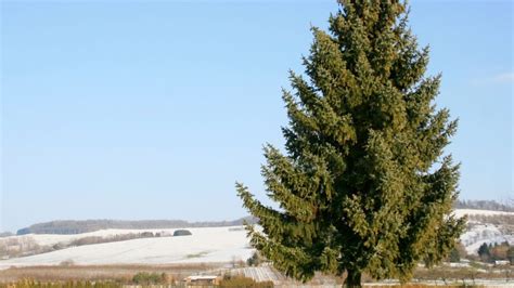 care   pine tree   pro  steps guide