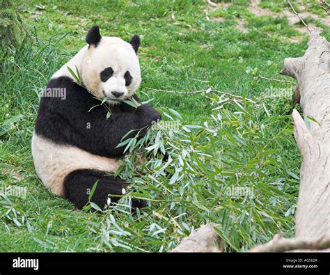 Giant Panda Eating Bamboo A panda sits in the grass munching the leaves ...