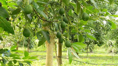 grow  care   avocado tree complete guide