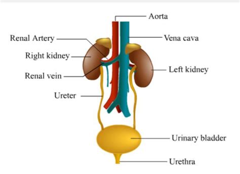 Simple Diagram Excretory System