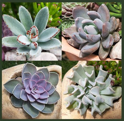 Exotic Succulents Collection Buy Exotic Tender Cactus Plant Collection