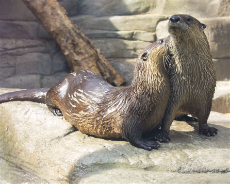 River Otter Falls Opens at Tennessee Aquarium | WUTC