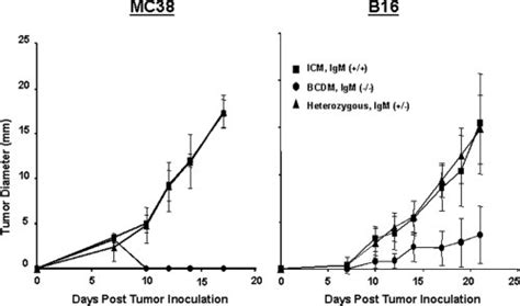 Growth Of Mc38 And B16 Primary Tumors In Wt Igm− And Bcdm Igm Wt