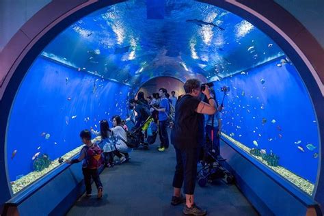 Tripadvisor Eintrittskarte für das Osaka Aquarium Kaiyukan zur