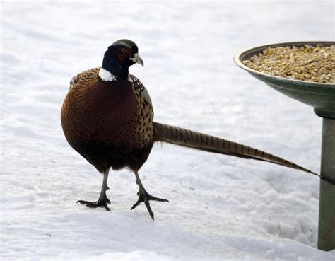 Pheasant In The Snow Pheasant Birds Photo