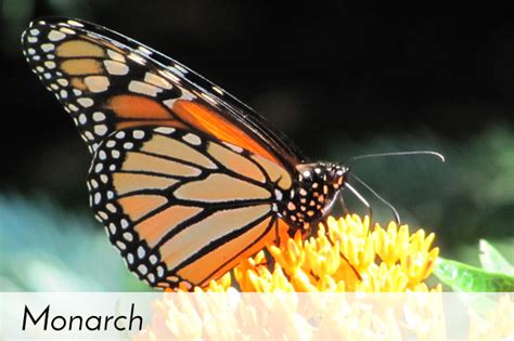 Release Monarch Butterfly Nursery