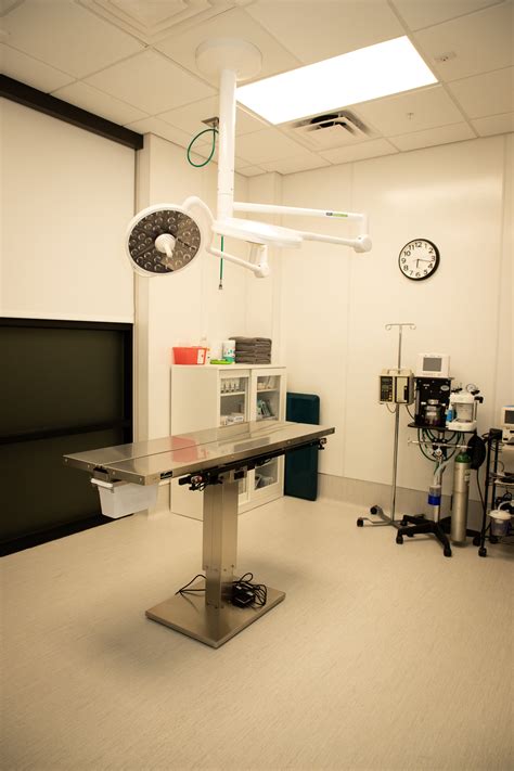 Animal Cancer Care Clinic, Orlando — Augustine Design Group