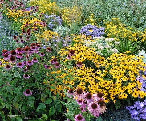 perennial garden plant division late summer
