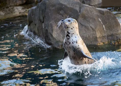 The Breath-Holding Capabilities of Harbor Seals: A Deep Dive