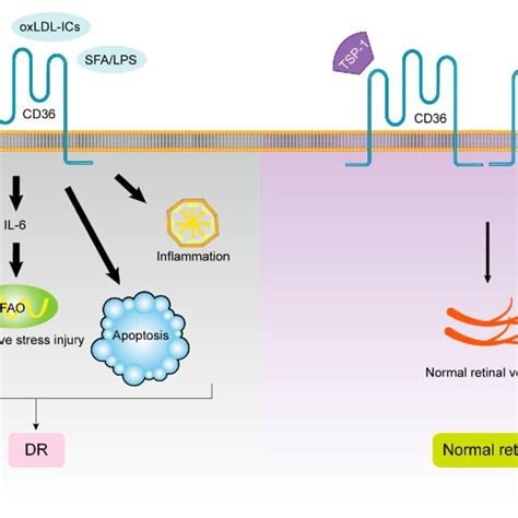 roles  cd  amd  scientific diagram