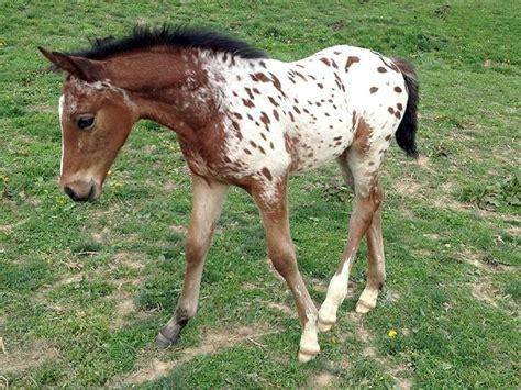 Bay Leopard Blanket Appaloosa Foal Coat | Pferde, Kleiner onkel