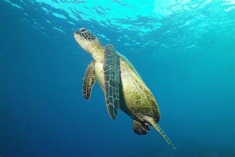 green turtle swimming