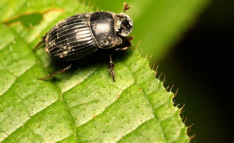 Side View Of Dung Beetle On The Leaves Stock Image Image Of Plant