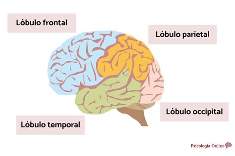 O Que Significa Lóbulo - LÓBULO TEMPORAL: función, áreas, características y lesiones