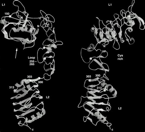 grow taller  stronger ultimate igf  thread thread