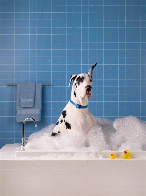 How to Clean Dog Ears - Cleaning Dirt Out of Dog's Ears