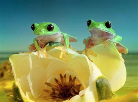 Frog Friends Cutest Paw Amazing Macro Photography Animal Photography