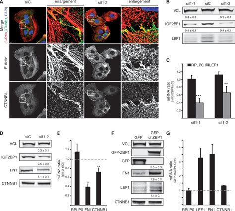 Igf2bp1 Promotes The Expression Of Lef1 And Fn1 In U2os Cells A U2os