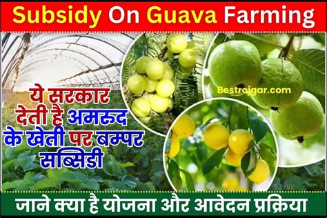 Subsidy On Guava Farming 2023 ये सरकार देती है अमरुद के खेती पर बम्पर सब्सिडी जाने क्या है