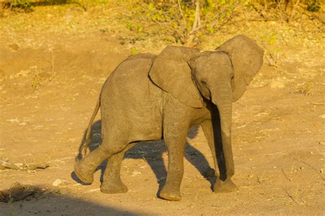 CITES agrees on near-total ban on sending wild elephants to zoos