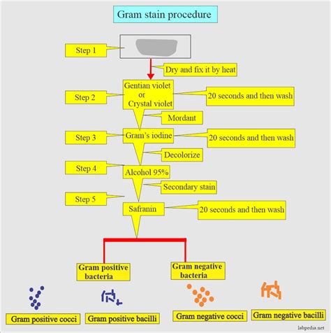 Gram Stain (Gram stain procedure) - Labpedia.net