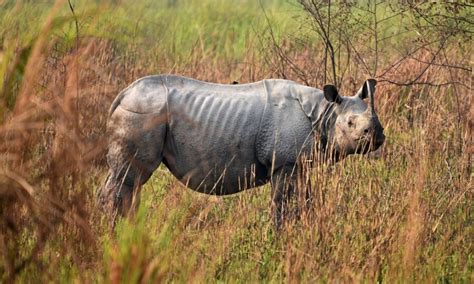 Floods Kill 9 One Horned Rhinos At India S Kaziranga National Park