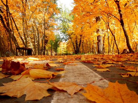 Осенний парк 50 фото Красивая природа Осень в парке