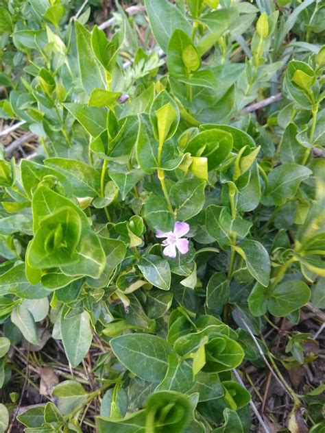 Vinca Minor Live Plants Periwinkle Creeping Myrtle To