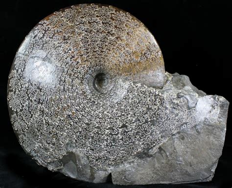 112 Placenticeras Ammonite Fossil South Dakota For Sale 21641