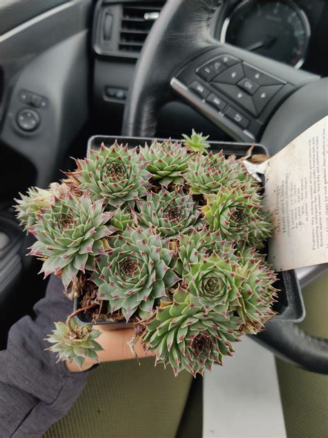 New hens and chicks plant I just got! Repotting seems like it'll be a