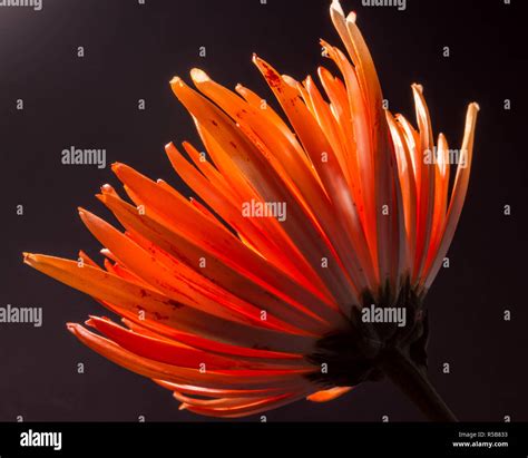 Bold Color Flowers Hi Res Stock Photography And Images Alamy