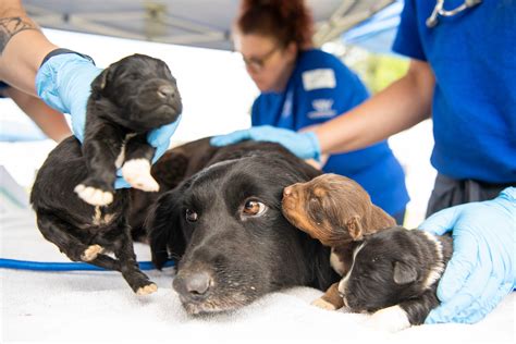 Breaking: Our team saves 114 dogs and puppies from North Carolina