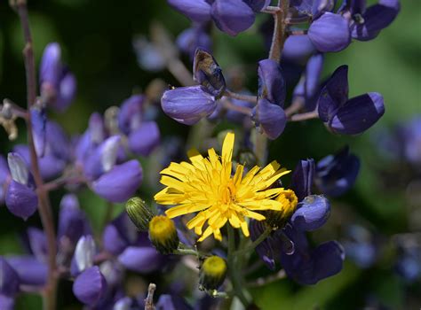 Free Images Nature Blossom Petal Bloom Herb Botany Yellow