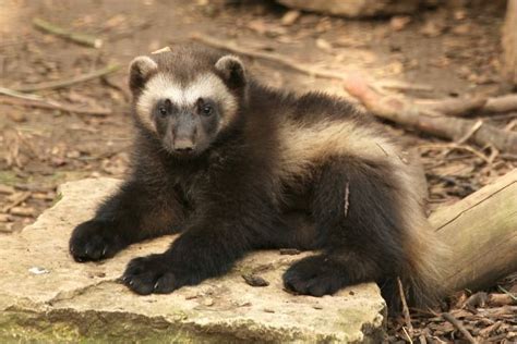 Cute Baby Wolverine Animal Images