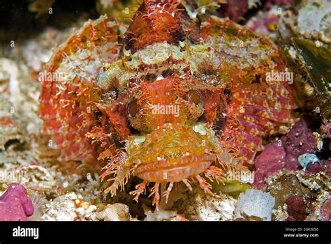 Tassled Scorpionfish Lembeh Strait Sulawesi Indonesia Stock Photo