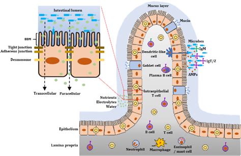 Schematic Illustration Of The Intestinal Mucosa In Teleost Fish The