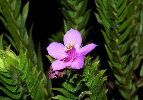 In 2020, scientists documented hundreds of new species on Earth. Here