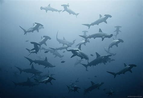 HD wallpaper: hammerhead, shark, sharks | Wallpaper Flare