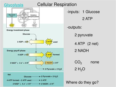 Inputs And Outputs Of Glycolysis