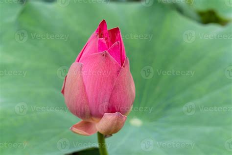 Sacred Lotus Nelumbo Nucifera 7