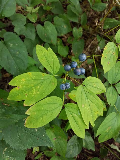 Can somebody identify this plant? | Scrolller