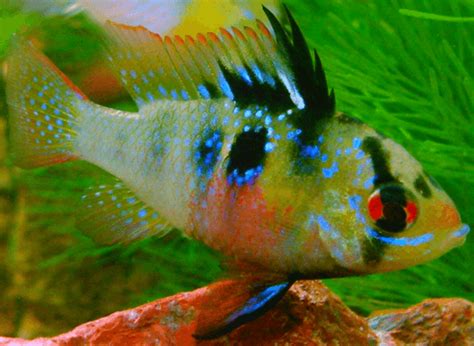 German Blue Ram cichlid keeping and breeding